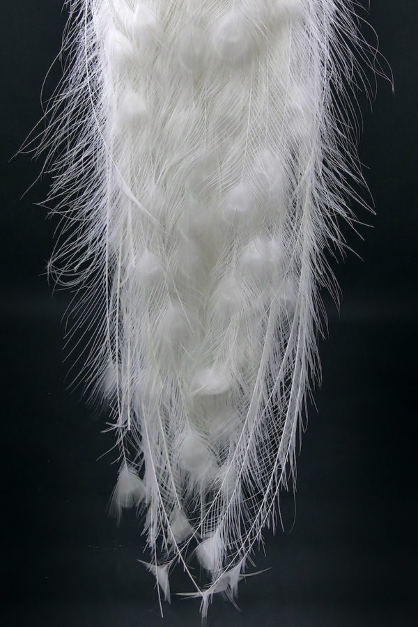 Paon blanc Pavo albus naturalisé sur socle Taxidermie rare (détail)