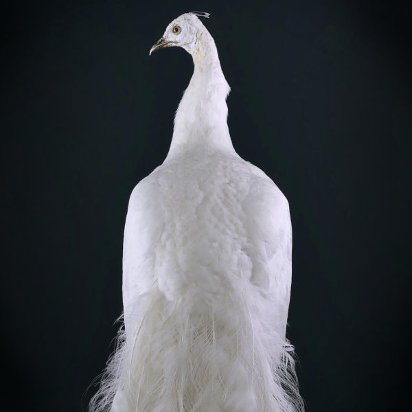 Paon blanc Pavo albus naturalisé sur socle Taxidermie rare (détail dos)
