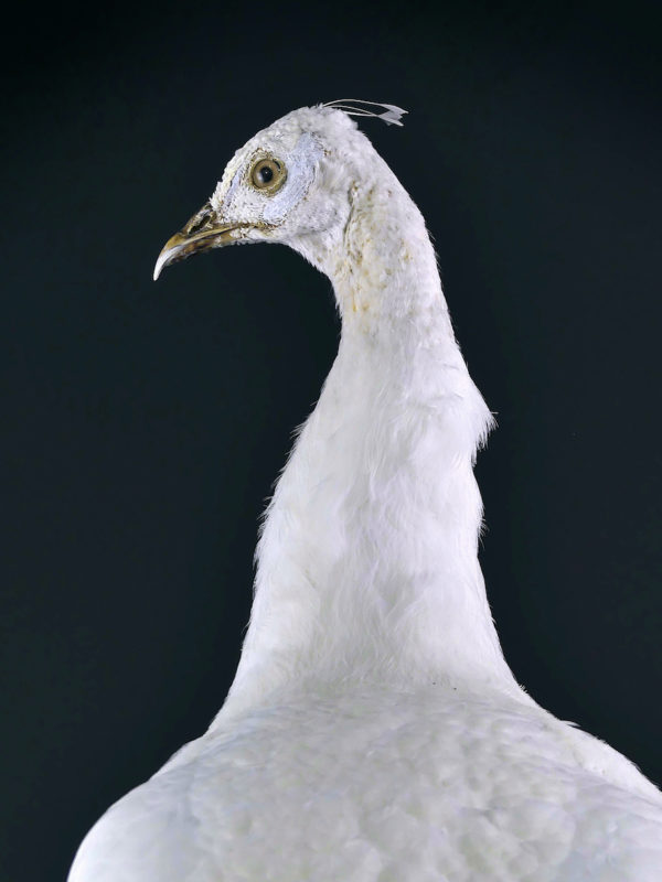 Paon blanc Pavo albus naturalisé sur socle Taxidermie rare (détail)