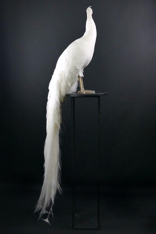 Paon blanc Pavo albus naturalisé sur socle Taxidermie rare (profil)