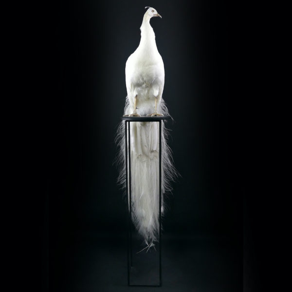 Paon blanc Pavo albus naturalisé sur socle Taxidermie rare (face)