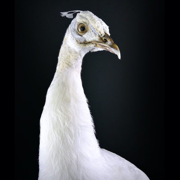 Paon blanc Pavo albus naturalisé sur socle Taxidermie rare (détail)