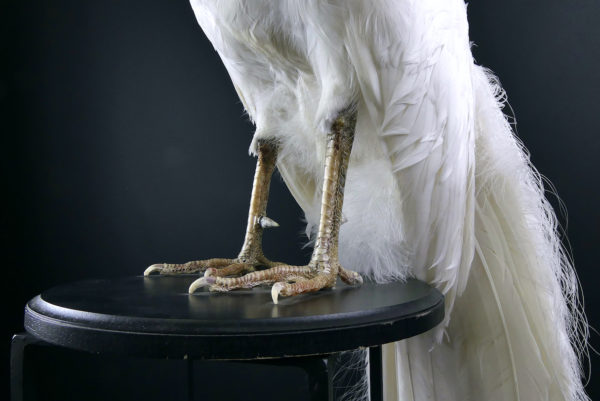 Paon blanc Pavo albus naturalisé sur socle Taxidermie rare (détail)