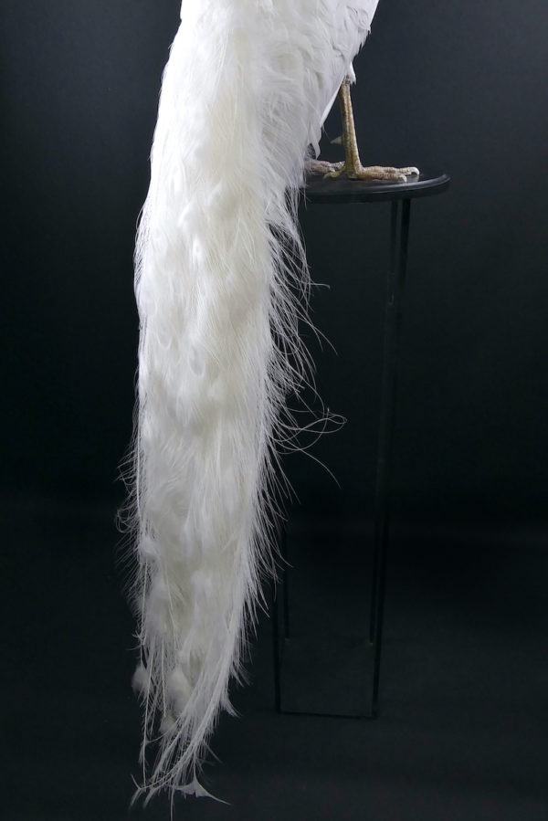 Paon blanc Pavo albus naturalisé sur socle Taxidermie rare (détail)