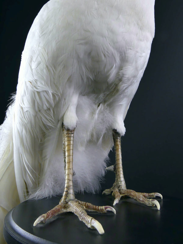 Paon blanc Pavo albus naturalisé sur socle Taxidermie rare (détail)
