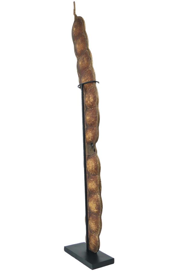 Grand haricot géant Entada rheedii sur socle Curiosité botanique (3/4 dos)