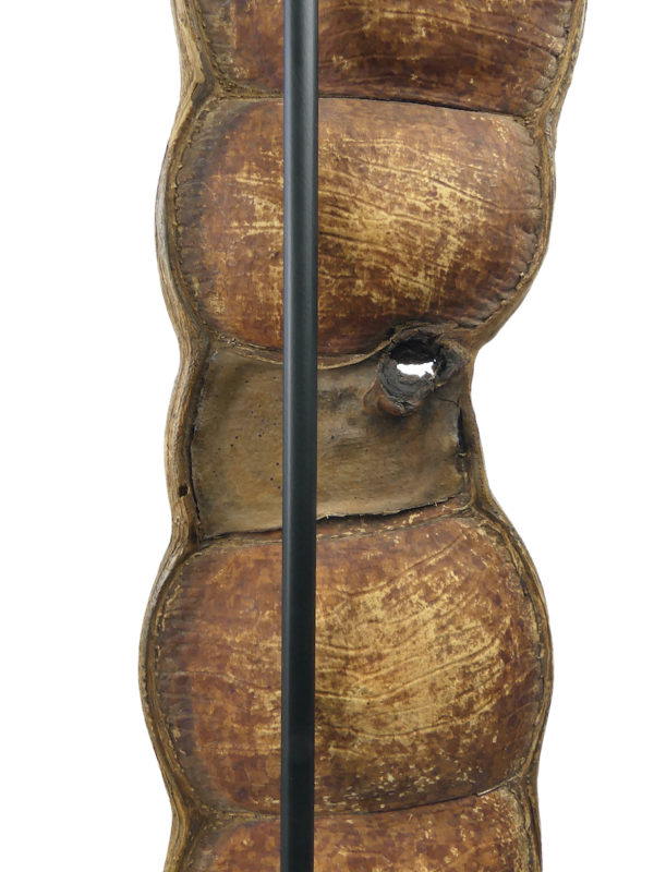 Grand haricot géant Entada rheedii sur socle Curiosité botanique (détail)