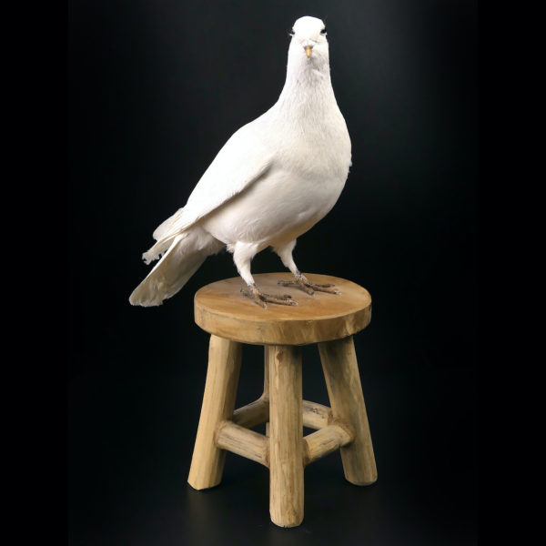 Colombe blanche naturalisée Columba livia sur tabouret (3/4)