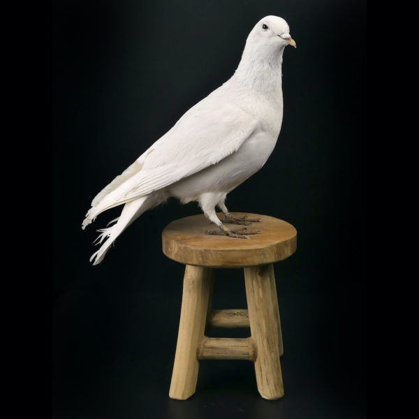 Colombe blanche naturalisée Columba livia sur tabouret (profil)