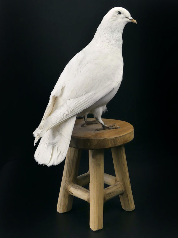 Colombe blanche naturalisée Columba livia sur tabouret (3/4 dos)