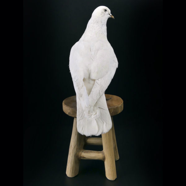 Colombe blanche naturalisée Columba livia sur tabouret (dos)