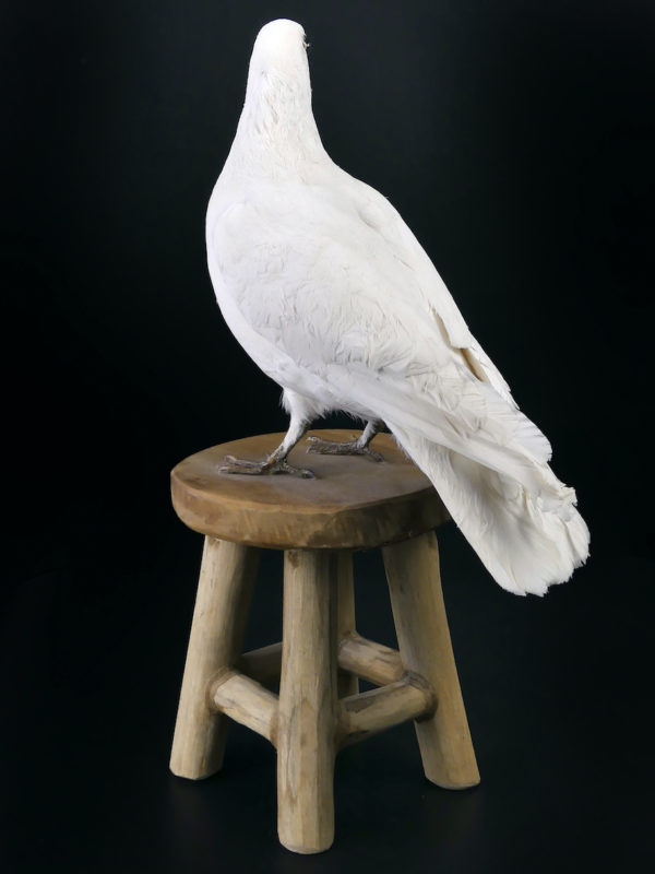 Colombe blanche naturalisée Columba livia sur tabouret (3/4 dos)