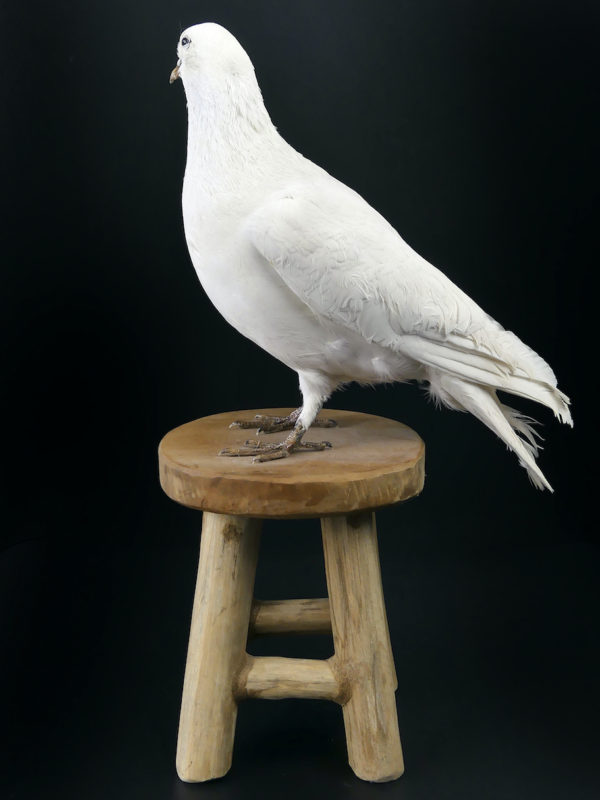 Colombe blanche naturalisée Columba livia sur tabouret (profil)