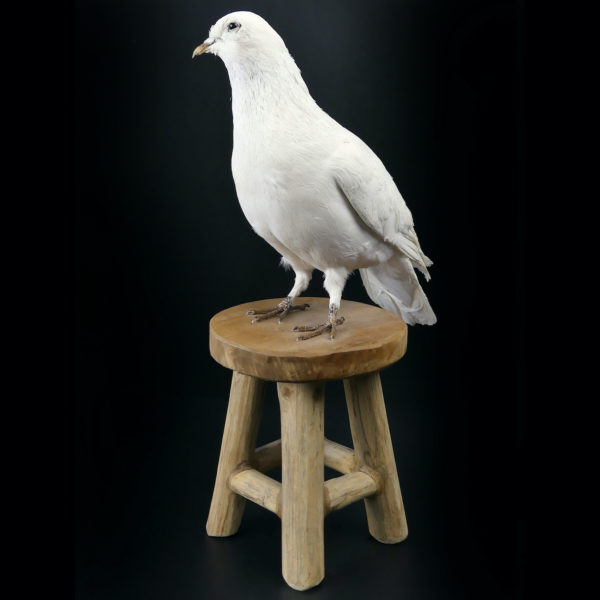 Colombe blanche naturalisée Columba livia sur tabouret (3/4)