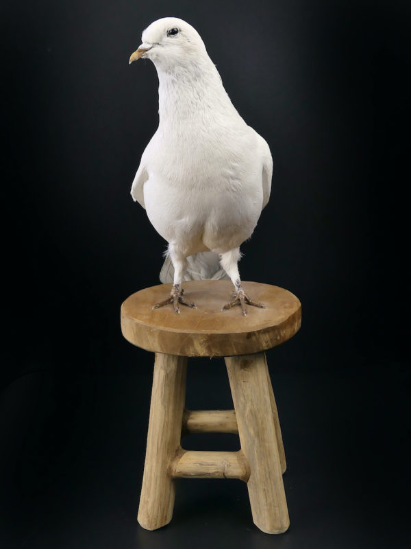 Colombe blanche naturalisée Columba livia sur tabouret (face)