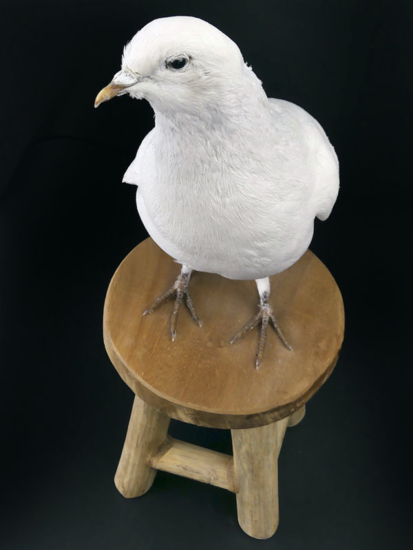 Colombe blanche naturalisée Columba livia sur tabouret (dessus 3/4)