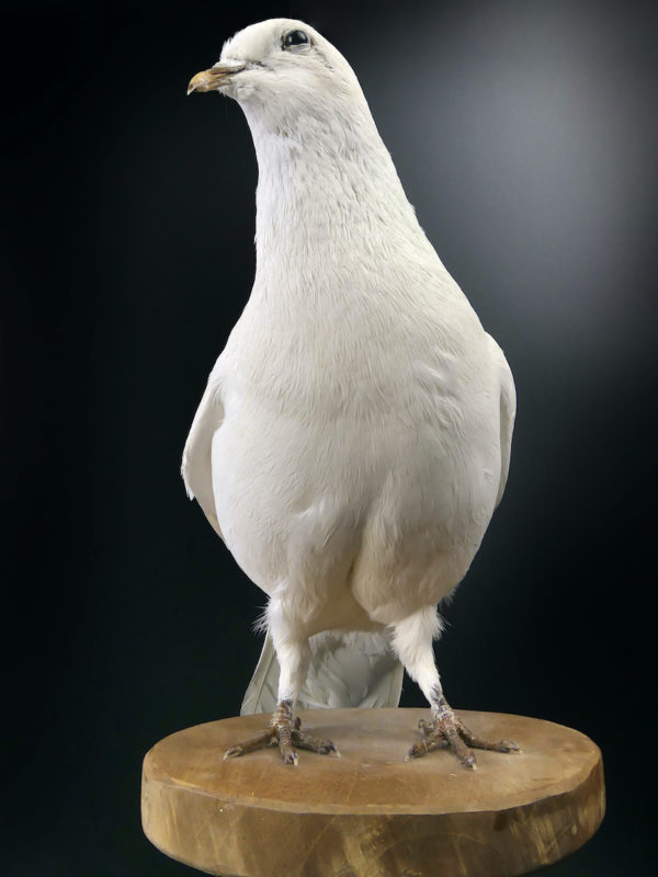 Colombe blanche naturalisée Columba livia sur tabouret (face)