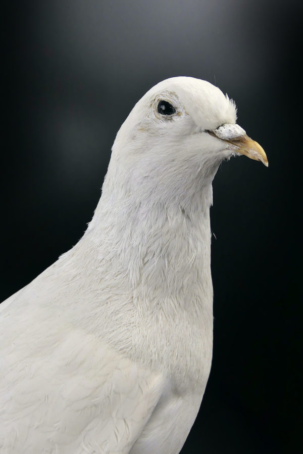 Colombe blanche naturalisée Columba livia sur tabouret (détail)