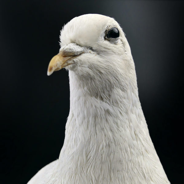Colombe blanche naturalisée Columba livia sur tabouret (détail)