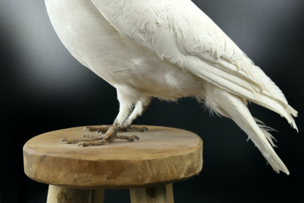 Colombe blanche naturalisée Columba livia sur tabouret (détail)