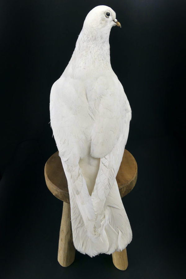 Colombe blanche naturalisée Columba livia sur tabouret (dos)