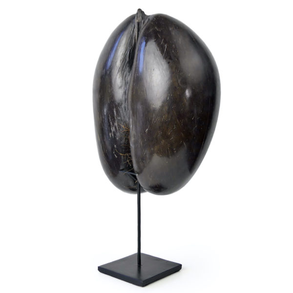 Coco-fesses poli sur pied graine bilobée des Seychelles (3/4 dos)