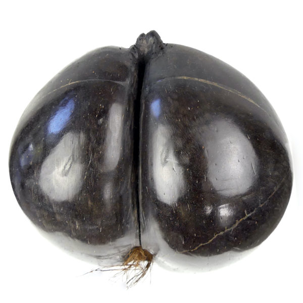 Coco-fesses poli sur pied graine bilobée des Seychelles (détail)
