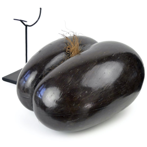 Coco-fesses poli sur pied graine bilobée des Seychelles (détail)