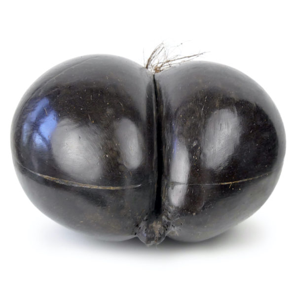 Coco-fesses poli sur pied graine bilobée des Seychelles (détail)