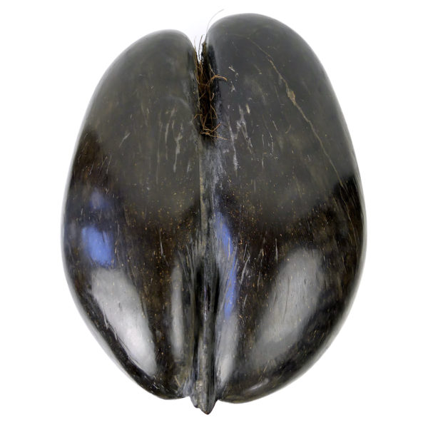 Coco-fesses poli sur pied graine bilobée des Seychelles (détail)