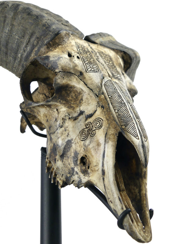 Crâne de bélier ciselé sur socle Ovis aries Artisanat balinais (détail)