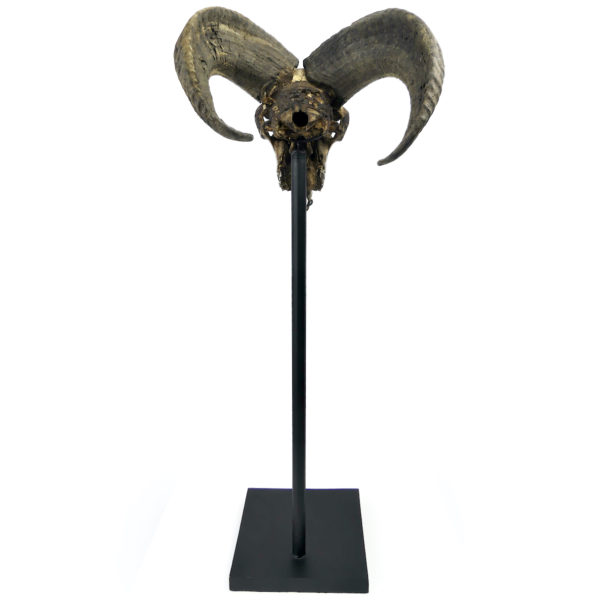 Crâne de bélier ciselé sur socle Ovis aries Artisanat balinais (dos)