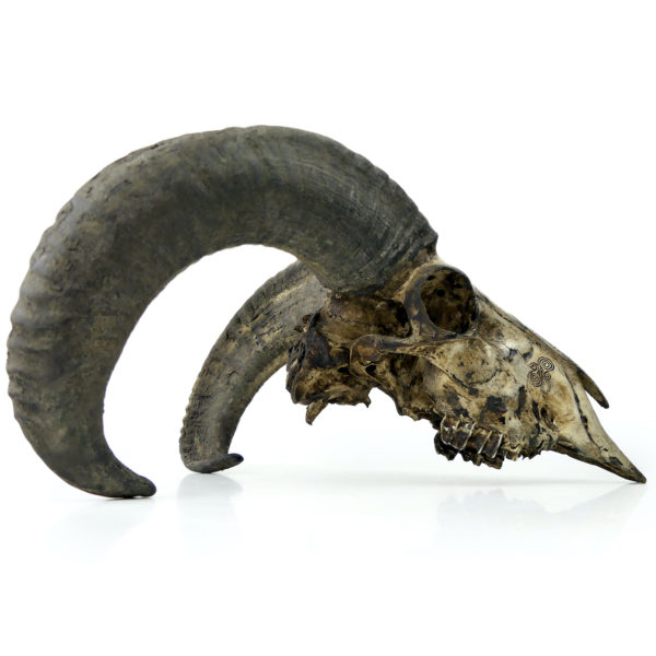 Crâne de bélier ciselé sur socle Ovis aries Artisanat balinais (profil)