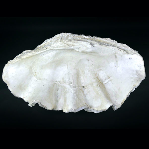 Grand bénitier géant moulé en matériau composite Tridacna gigas (dessus)