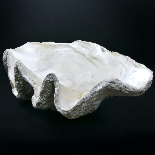 Grand bénitier géant moulé en matériau composite Tridacna gigas (3/4)