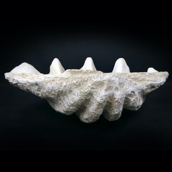 Grand bénitier géant moulé en matériau composite Tridacna gigas (dos)