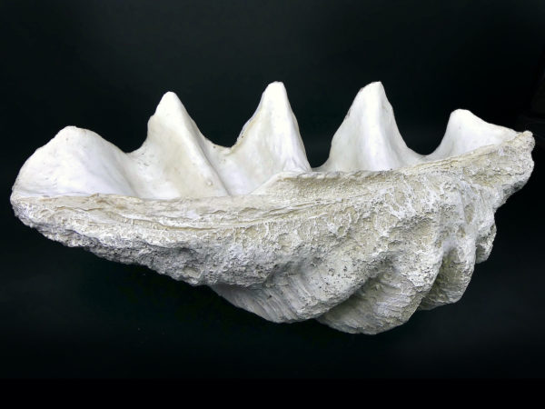 Grand bénitier géant moulé en matériau composite Tridacna gigas (3/4 dos)