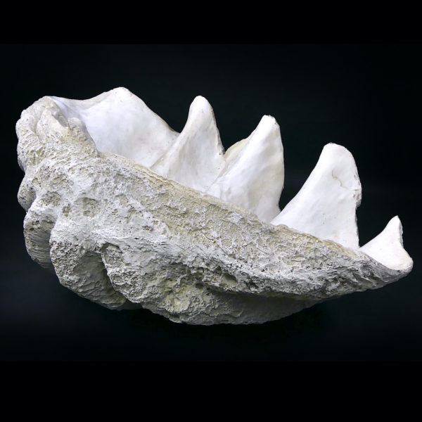 Grand bénitier géant moulé en matériau composite Tridacna gigas (3/4 dos)