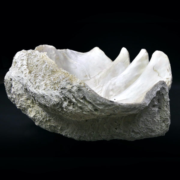 Grand bénitier géant moulé en matériau composite Tridacna gigas (profil)