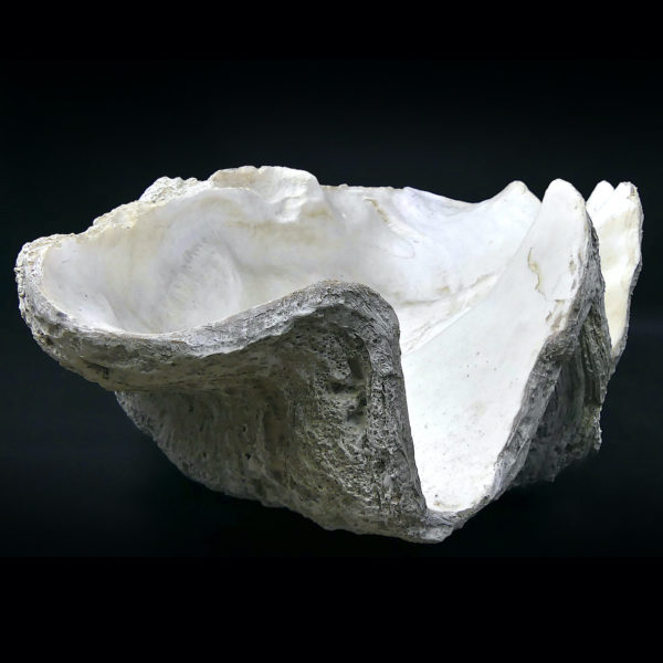 Grand bénitier géant moulé en matériau composite Tridacna gigas (3/4)