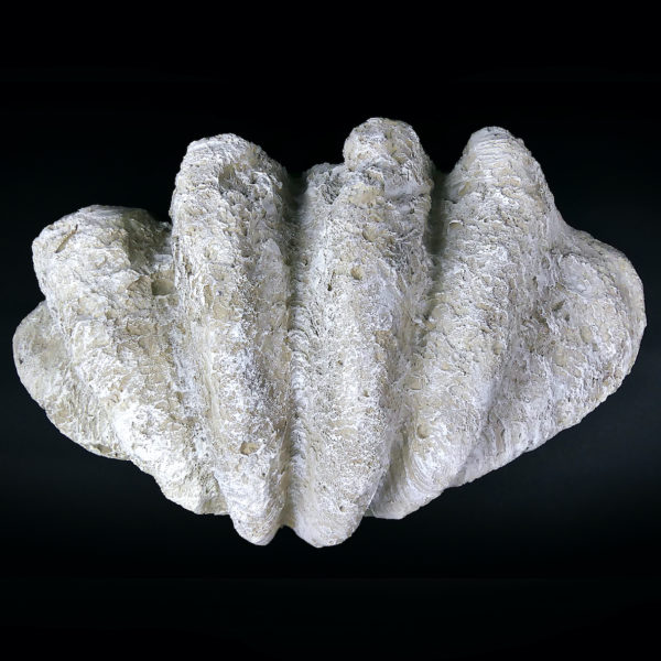 Grand bénitier géant moulé en matériau composite Tridacna gigas (dessous)
