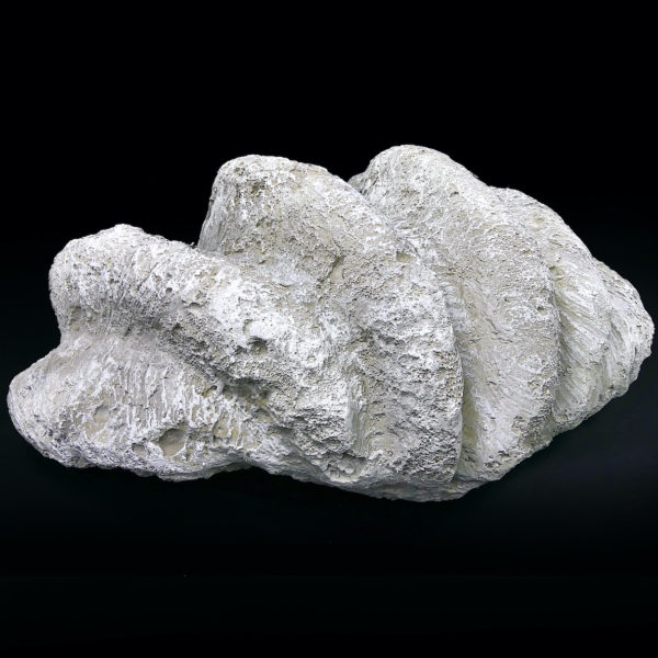 Grand bénitier géant moulé en matériau composite Tridacna gigas (dessous)
