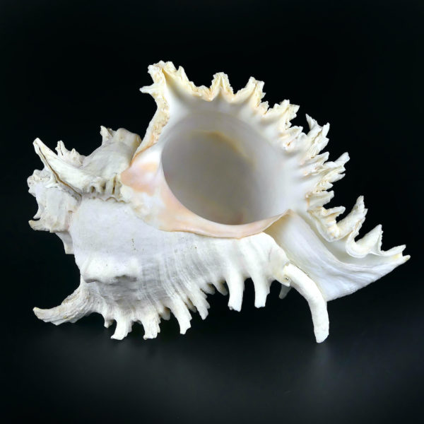 Grand murex ramosus Chicoreus ramosus coquillage de collection (dessous)
