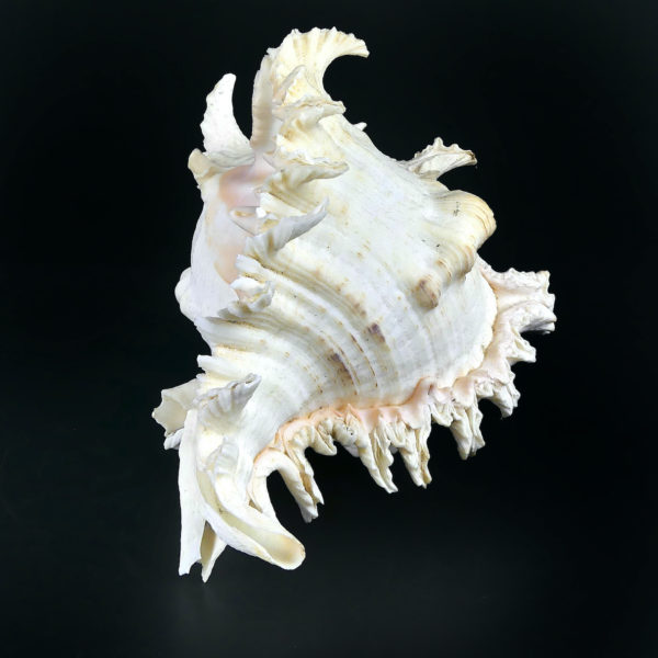 Grand murex ramosus Chicoreus ramosus coquillage de collection (devant)