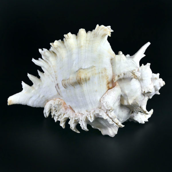 Grand murex ramosus Chicoreus ramosus coquillage de collection (profil)