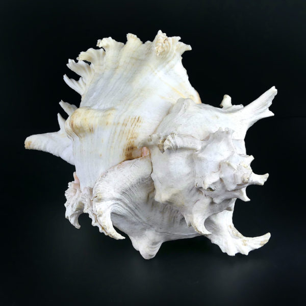 Grand murex ramosus Chicoreus ramosus coquillage de collection (profil dos)