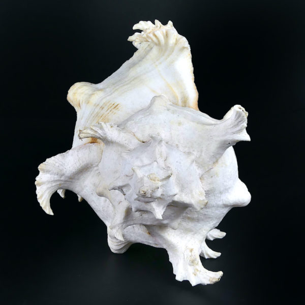 Grand murex ramosus Chicoreus ramosus coquillage de collection (dos)