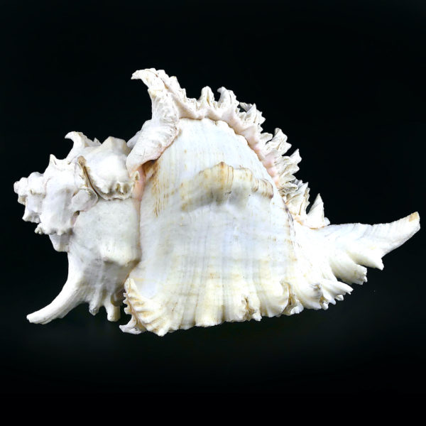 Grand murex ramosus Chicoreus ramosus coquillage de collection (profil)