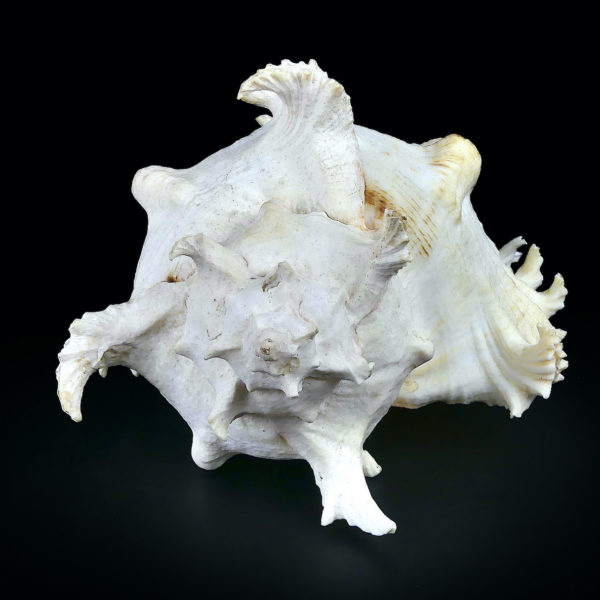 Grand murex ramosus Chicoreus ramosus coquillage de collection (dos)