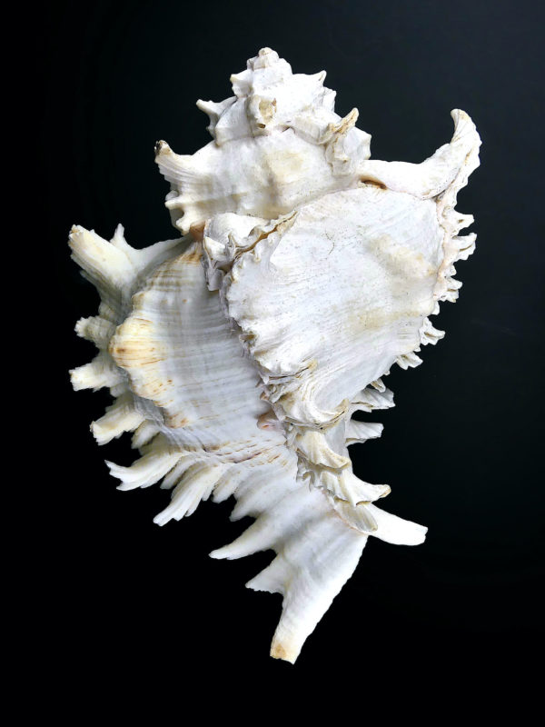 Grand murex ramosus Chicoreus ramosus coquillage de collection (dessus)